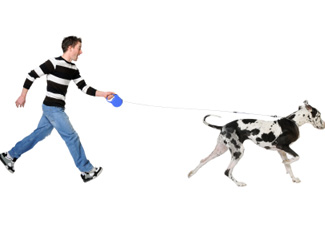 dog walker